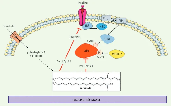 Figure 3. Action négative des céramides sur le signal de l’insuline dans les cellules