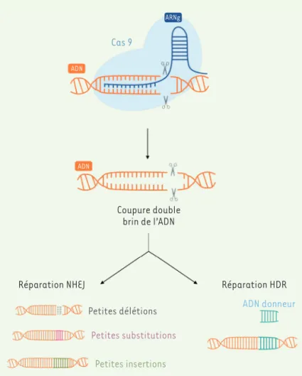 Figure 1. Mécanismes d’action du système CRISPR-Cas9. NHEJ : non homologous  end joining ; HDR : homology directed repair.
