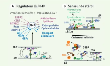 Figure 5.  Fonctions des ORP. A. Par son activité d’échange cholestérol/PI4P,  OSBP contrôle le niveau de PI4P à la surface du TGN, permettant une régulation  coordonnée de diverses voies cellulaires