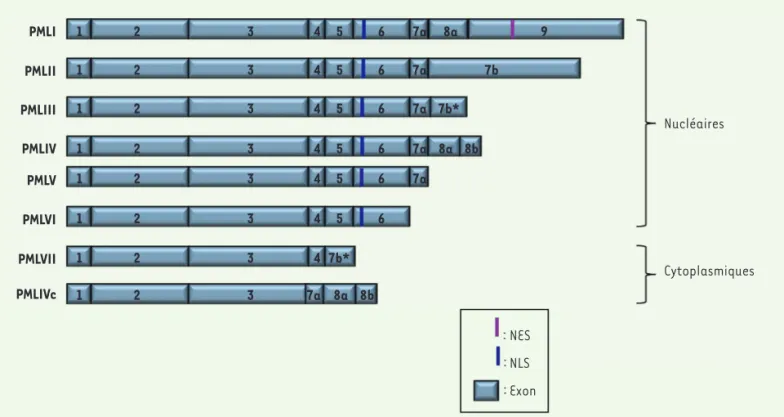 Figure 1. Les isoformes de PML. Le gène PML est constitué de 9 exons (noté de 1 à 9), les exons 7 et 8 sont subdivisés en exons 7a, 7b, 8a et 8b