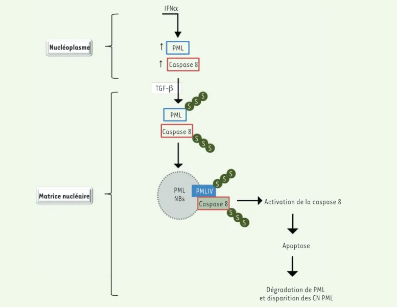 Figure 3. Le prétraitement à l’IFNa augmente l’activation de caspase 8 et l’apoptose en réponse au TGF- b 