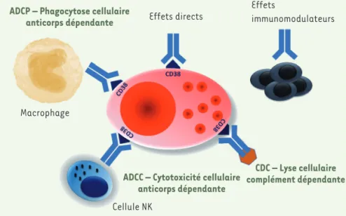 Figure 1. Différences fonctionnelles des anticorps anti-CD38 et efficacité thérapeutique.