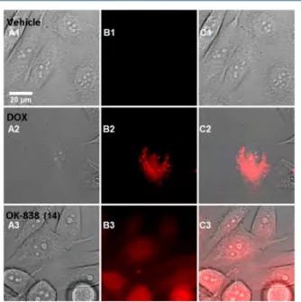 Figure 10. Cell nucleus accumulation of 14 in DAPI-labeled PC3 cells: