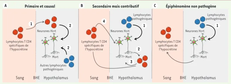 Figure 1. Trois niveaux d’implication possible dans la pathogénèse de la narcolepsie. A