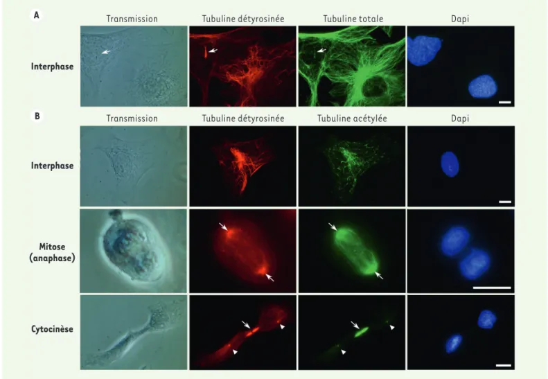 Figure 2. L’organisation des microtubules dans les cellules. A. Détection par immunofluorescence des microtubules détyrosinés (rouge) et totaux  (vert) dans les cellules MEF (mouse embryonic fibroblasts) en interphase