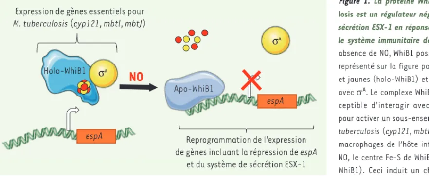 Figure 1.  La protéine WhiB1 de M. tubercu- tubercu-losis est un régulateur négatif du système de  sécrétion ESX-1 en réponse au NO produit par  le système immunitaire de l’hôte infecté