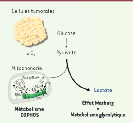 Figure 1.  L’effet Warburg.  En présence d’oxygène, les cellules  tumorales convertissent le pyruvate issu de la glycolyse en  lactate : c’est l’effet Warburg ou glycolyse aérobie
