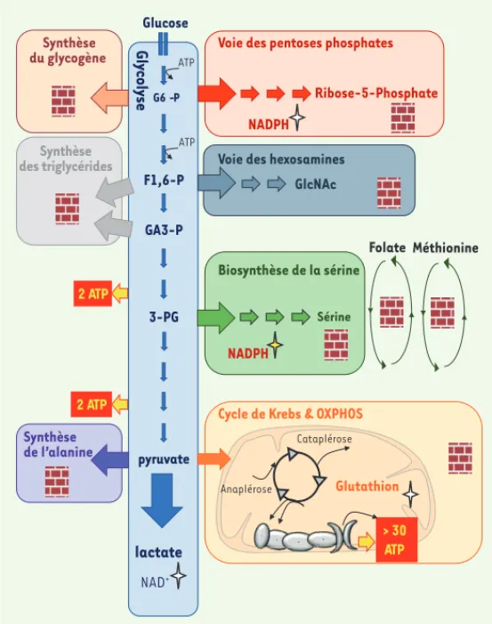 Figure 2.  Le module glycolytique et sa connexion aux voies  de biosynthèse. Les réactions glycolytiques (du glucose au  pyruvate), le cycle de Krebs et la respiration mitochondriale  (OXPHOS) constituent les voies métaboliques essentielles  pour la produc