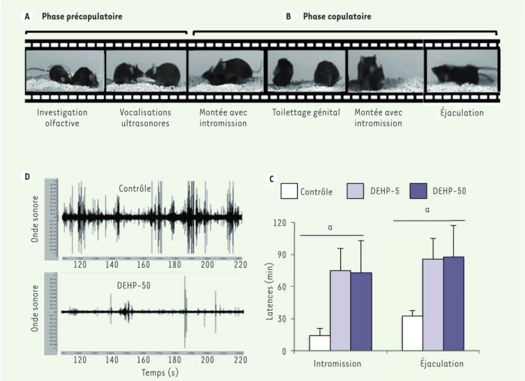 Figure 1.  Effets de l’exposition au DEHP sur le comportement de cour. A. Séquence comportementale illustrant les phases précopulatoire et  copulatoire chez la souris