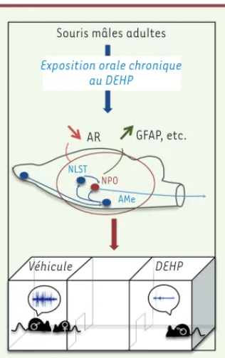 Figure 2. Effets comportementaux et moléculaires de l’exposition adulte au DEHP. L’exposition  orale de souris mâles adultes au DEHP induit une régulation négative du récepteur des  andro-gènes (AR) dans le circuit du comportement sexuel : amygdale médiane