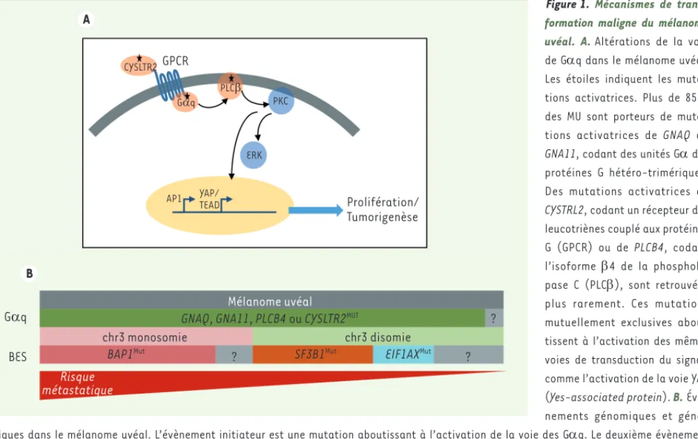 Figure 1.  Mécanismes de trans- trans-formation maligne du mélanome  uvéal. A.  Altérations de la voie  de Gq dans le mélanome uvéal