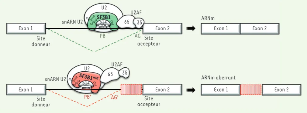 Figure 2. Représentation schématique du mécanisme des mutants SF3B1 reconnaissant des points de branchement (PB) alternatifs (PB’) et résul- résul-tant en ARNm aberrants