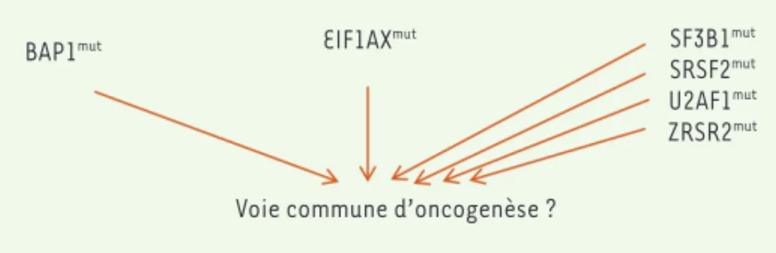 Figure 3.  Représentation schématique de l’hypothèse d’un mécanisme unique  de l’oncogenèse du MU