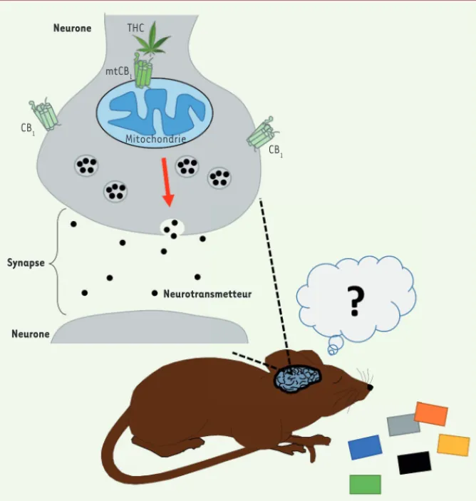 Figure 1.  Les cannabinoïdes affectent la  mémoire en ralentissant l’activité  mitochon-driale