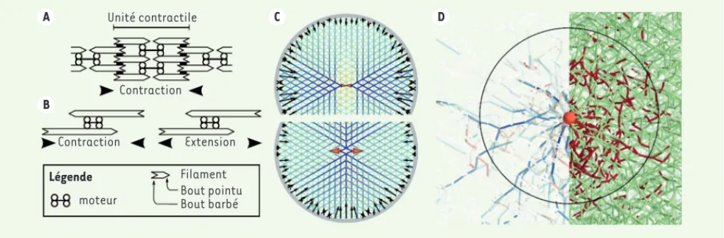 Figure 1. Production de force par les moteurs et transmission par les filaments d’actine