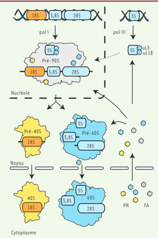 Figure 1.  La synthèse des ribosomes chez l’homme. La biogenèse du ribosome  débute dans le nucléole avec la transcription du pré-ARN 47S par l’ARN  poly-mérase I