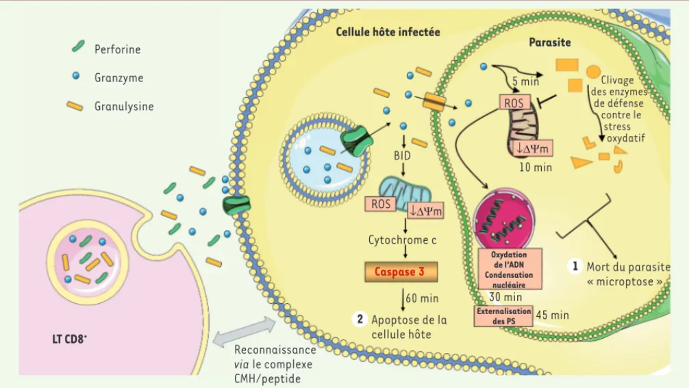 Figure 1. Les lymphocytes T cytotoxiques induisent la « microptose » parasitaire par la voie perforine, granulysine et granzyme B