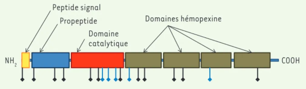 Figure 2. Schéma indiquant les différents domaines de la métalloprotéase MMP21. L’emplace- L’emplace-ment des mutations est symbolisé en-dessous de la protéine, avec en noir les mutations de  l’ar-ticle de Guimier et al