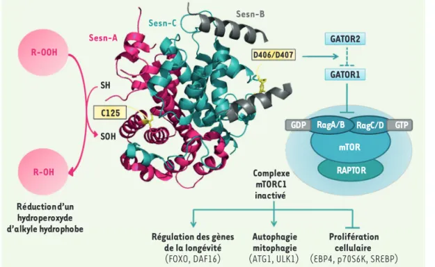 Figure 1. Représentation  schématique des deux  activités de la hSesn2. La  protéine est composée de  trois domaines, Sesn-A  (magenta), Sesn-B (gris)  et Sesn-C (turquoise)