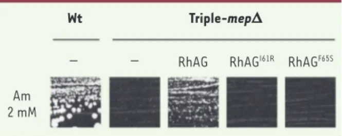 Figure 1.  La protéine humaine RhAG est capable d’assurer un  transport d’ammonium dans la levure, contrairement à ses  variants mutés associés à la stomatocytose avec hématies  hyperhydratées (OHSt)