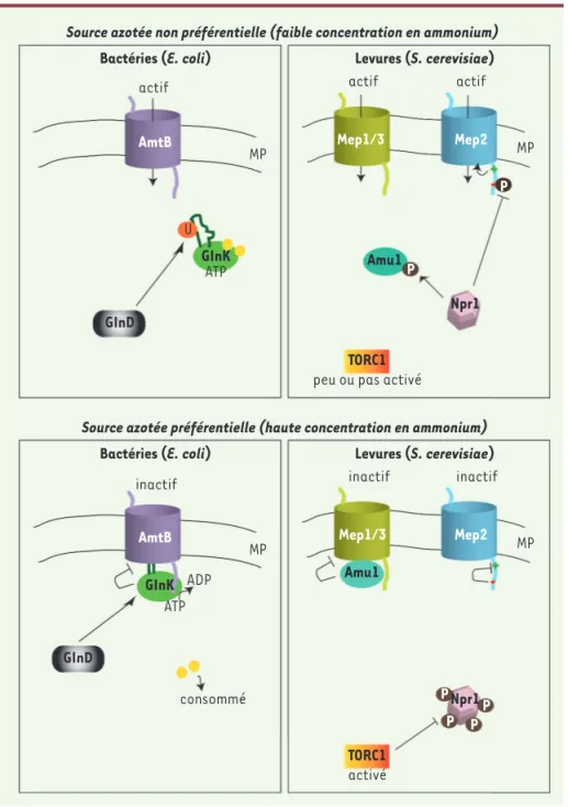 Figure 2. Modèles de la régulation des pro- pro-téines Mep-Amt bactériennes et fongiques