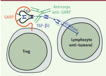 Figure 1. Mode d’action des  anticorps anti-GARP. Le 