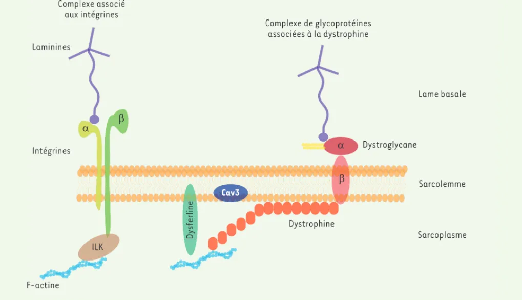 Figure 2. Schéma simplifié des complexes d’adhésion de la jonction myotendineuse. Les complexes d’adhésion permettent de relier le cytosquelette  d’actine des myofibres à la lame basale