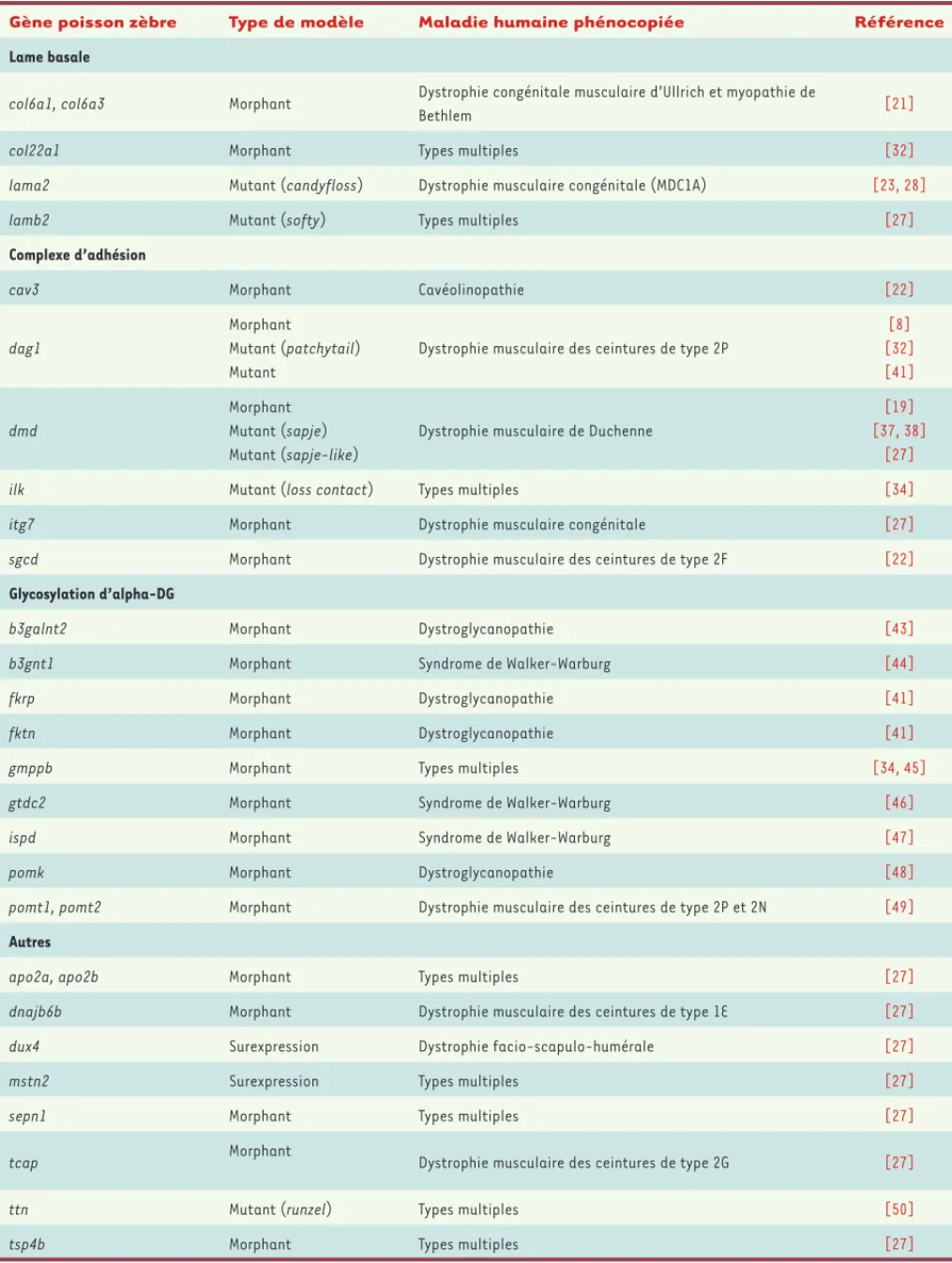 Tableau I. Modèles poissons zèbres de dystrophies musculaires congénitales. DG : dystroglycane.