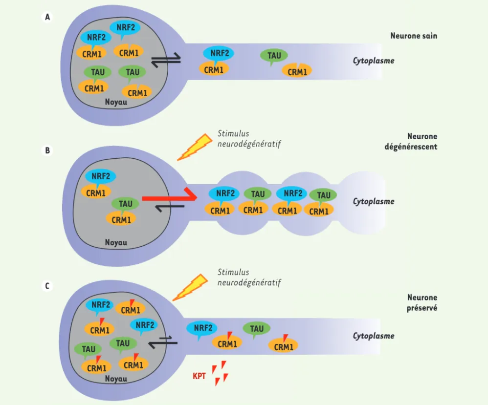 Figure 1. Mécanismes de neuroprotection par les inhibiteurs de CRM1. A. CRM1 permet l’export nucléaire de TAU et NRF2 contribuant à une distri- distri-bution nucléocytoplasmique équilibrée dans un neurone sain