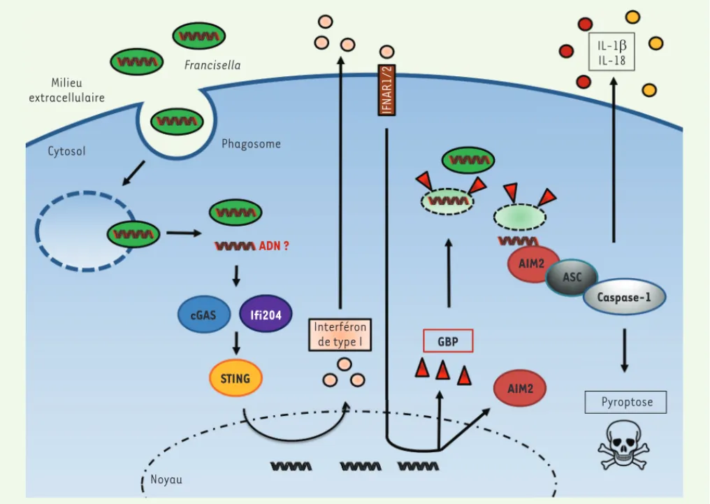 Figure 2.  Immunité cytosolique anti-Francisella.  Suite à son échappement précoce du phagosome, Francisella est reconnue par la voie cGAS/