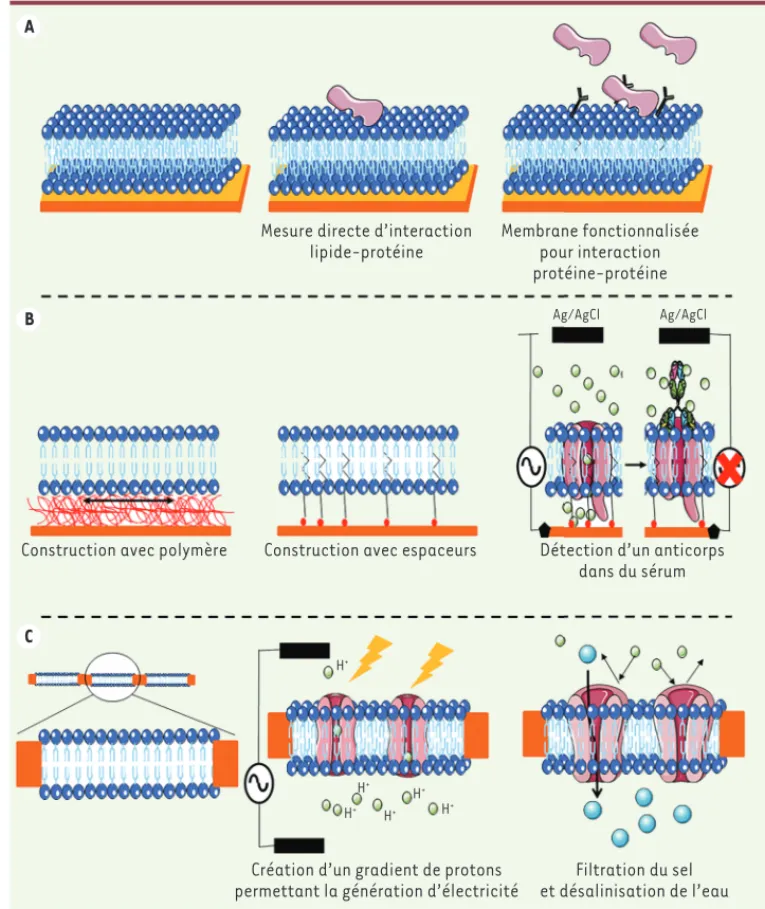Figure 4. Architecture des mem- mem-branes biomimétiques. A.  Archi-tecture de base avec exemple  de capteurs pour la détection   d’interactions  lipides-protéines  ou protéines-protéines