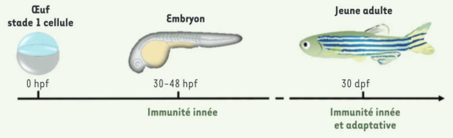 Figure 1. Mise en place de l’immunité au cours du développement du zebrafish. hpf : heure post-fécondation ;  dpf : jour post-fécondation.