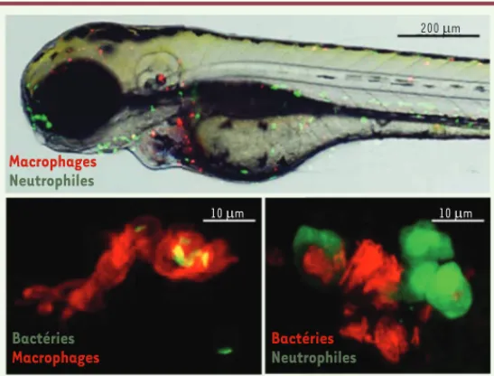 Figure 2. Le zebrafish : un formidable outil pour l’étude des interactions hôte- hôte-pathogène