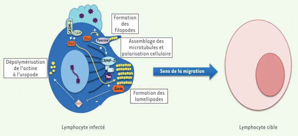 Figure 1. Modèle des mécanismes moléculaires conduisant à la migration des lymphocytes induite par l’infection HTLV-1 et la protéine Tax