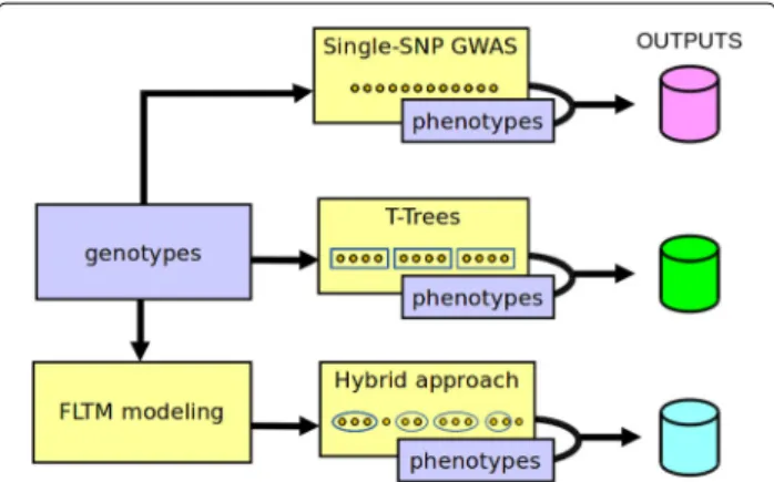 Fig. 6 Outline of the study. In the single SNP GWAS, SNPs are tested one at a time for association with the disease