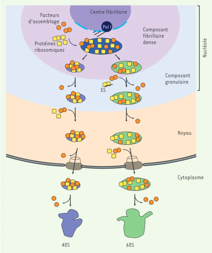 Figure 1. Représentation schématique  de la biogenèse du ribosome. L’ARN  ribo-somique (ARNr) est transcrit dans le  nucléole par l’ARN polymérase I à partir  de l’ADN ribosomique (qui est présent en  un grand nombre de copies sur les bras  courts des chro