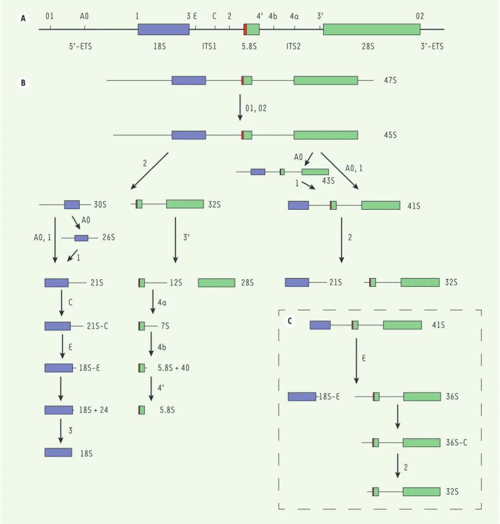 Figure 2. Voies de clivages de l’ARN ribosomique précurseur 47S menant aux ARN ribosomiques matures 18S, 5.8S et 28S
