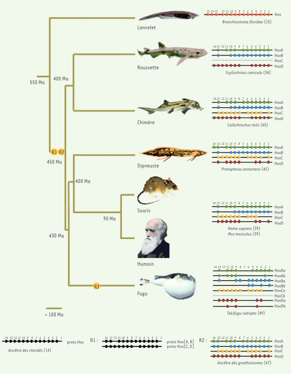 Figure 1. Événements de tétraploïdisation et évolution des complexes Hox chez les vertébrés.