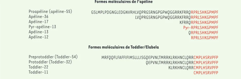 Figure 1. Formes moléculaires des différents ligands de APJ. Les séquences des peptides dérivés de l’apéline chez l’homme et du peptide Toddler/