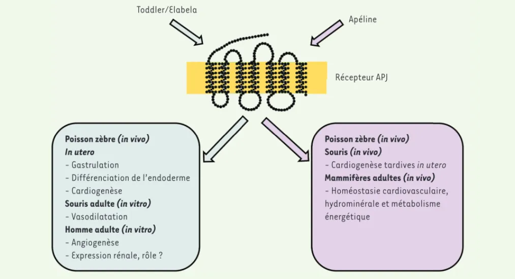 Figure 2. Principales fonctions biologiques de Toddler/Elabela et de l’apéline chez l’homme et dans d’autres espèces.