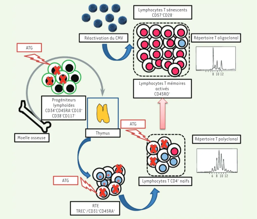 Figure 1. Facteurs contribuant à la persistance ou à l’aggravation de l’immunosénescence accélérée après transplantation rénale