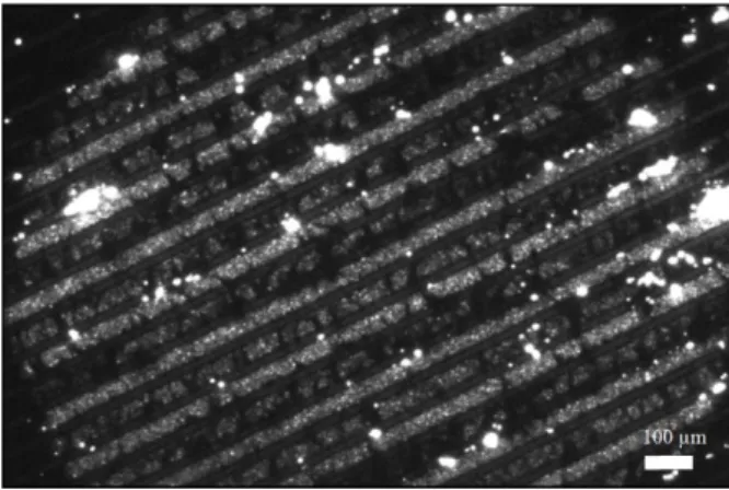 Figure 3: Optical microscopy image showing flashes on a soot pre-loaded sensor (30V) in ambient air with 200 V polarization