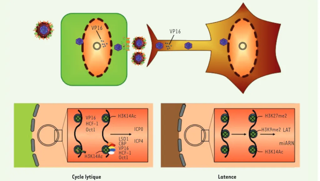 Figure 2. Infection lytique et infection latente. Lorsque le virus infecte une cellule épithéliale, le génome viral pourra exprimer le programme  d’expression lytique car le complexe ternaire VP16/HCF1/OCT1, associé à des histone acétyl-transférases (CBP) 