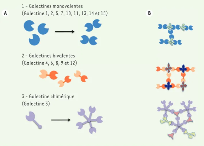 Figure 1. La famille des galectines. 