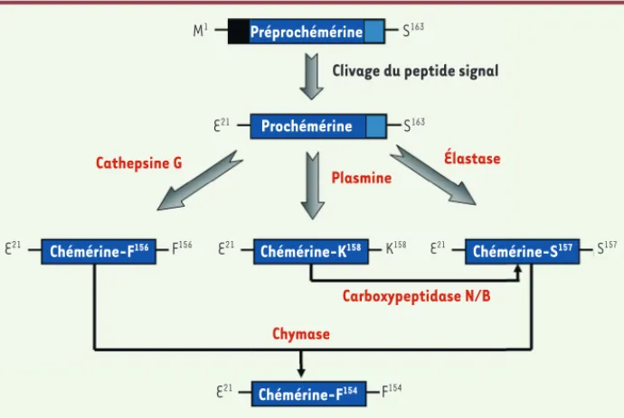 Figure 1.  Mécanisme de régulation pro- pro-téolytique de la chémérine. Après clivage  du peptide signal de 20 acides aminés, la  préprochémérine est libérée dans la  circu-lation sous forme d’un précurseur inactif,  la prochémérine (143 acides aminés)