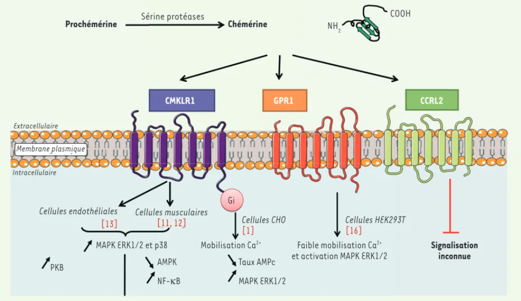 Figure 2. Activation de la prochémérine après clivage de sa partie terminale en chémérine active et fixation sur ses trois récepteurs connus à ce  jour, CMKLR1, GPR1 et CCRL2