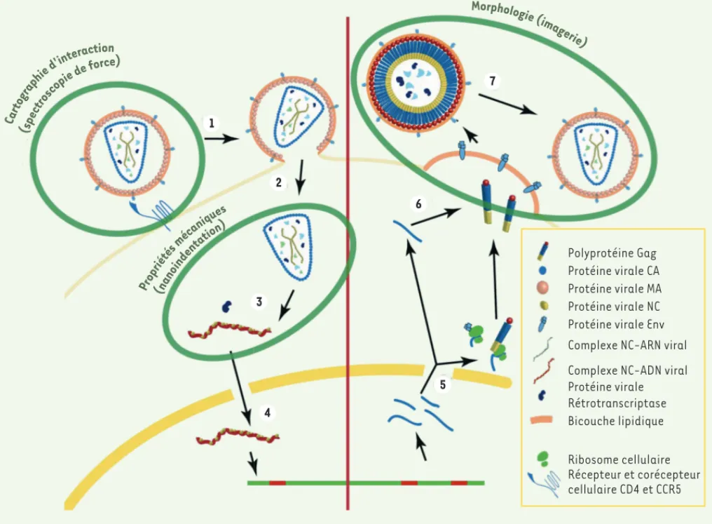 Figure 1. Cycle viral simplifié du VIH-1. L’étape de fixation (1) du virus sur le récepteur cellulaire (CD4/CCR5 par exemple) peut être étudiée en  fonctionnalisant la pointe de l’AFM avec l’une des deux protéines (par spectroscopie de force)