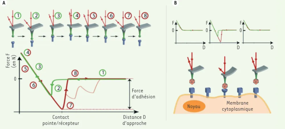 Figure 3. Spectroscopie de force AFM. A. Illustration schématique (en haut) et signal associé (en bas) de l’étude d’interaction d’un couple récep- récep-teur-protéines virales de surface