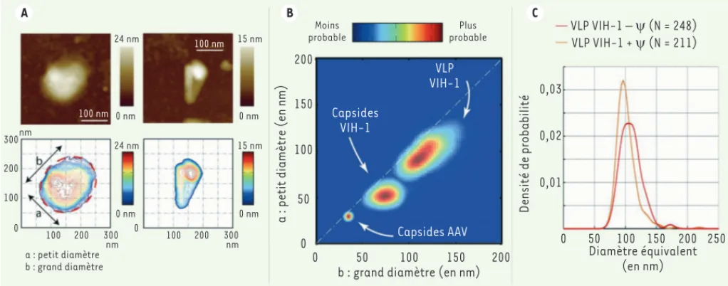 Figure 4. Imagerie AFM des pseudo-particules virales (VLP) et capsides du VIH-1. A. Topographie (en haut) et représentation iso-hauteur (en bas)  d’une pseudo-particule virale (à gauche) et d’une capside (à droite) du VIH-1