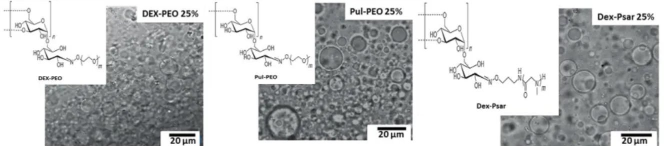 Figure 3. Optical microscopy images of the giant double hydrophilic polymer vesicles referred  to as “aquanelles” prepared from Dex-b-PEO, Pul-b-PEO and Dex-b-PSar at 25 wt% (adapted  with permission from [65])